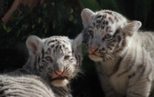 tiger-cubs